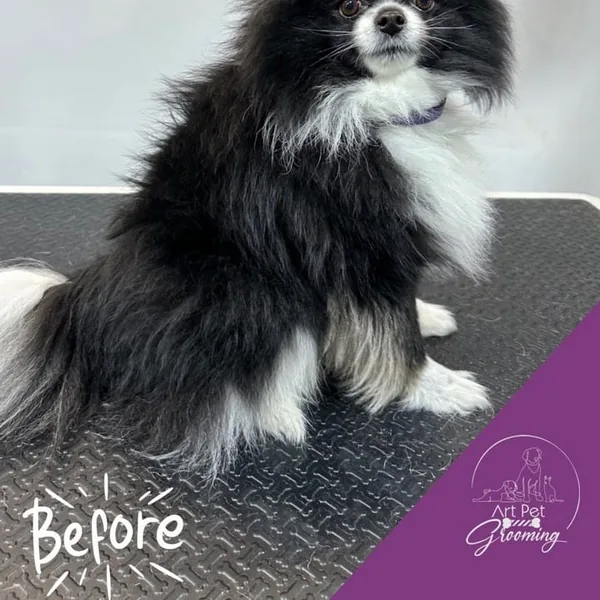Pomeranian before grooming