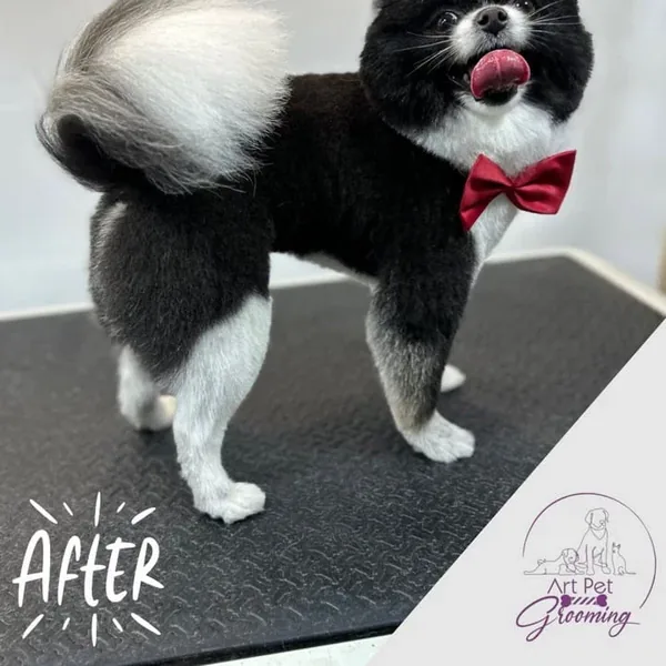 The same Pomeranian after grooming