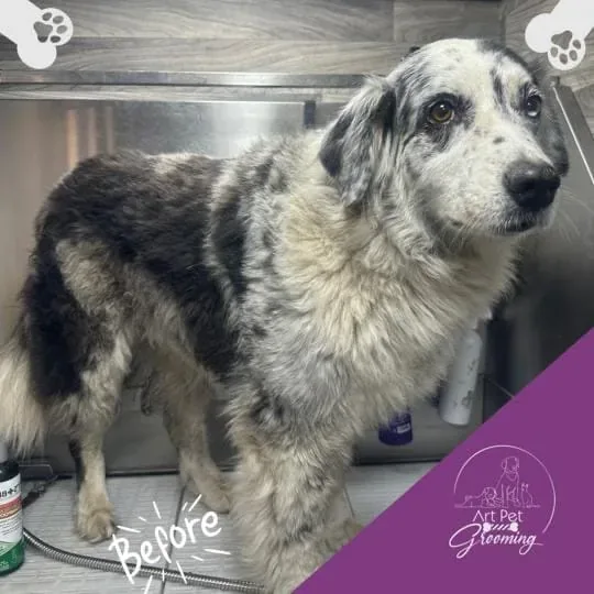 Shaggy merle dog before grooming
