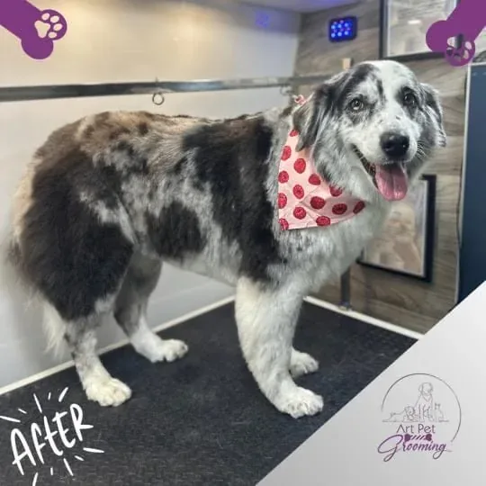 The same merle dog after grooming
