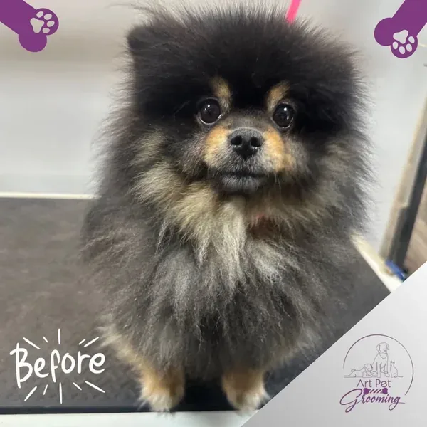 Black and tan Pomeranian before grooming