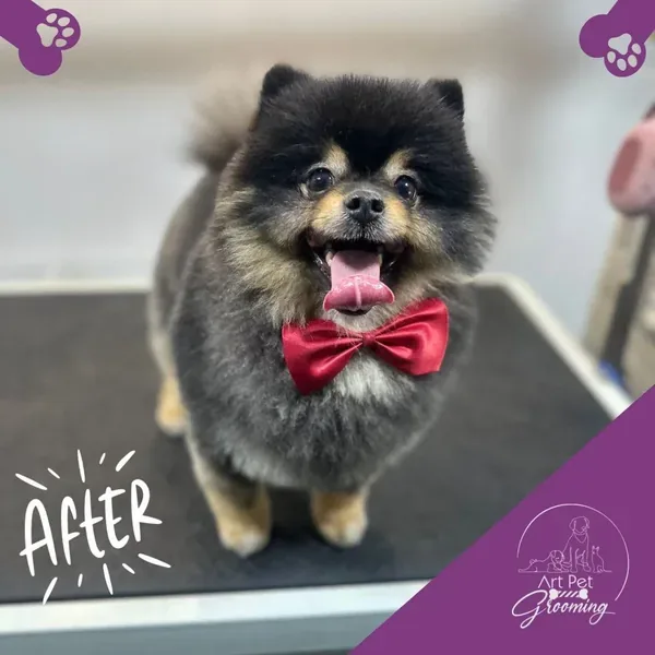 The same Pomeranian after grooming