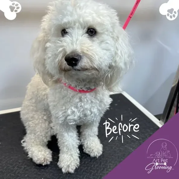 White curly dog before grooming