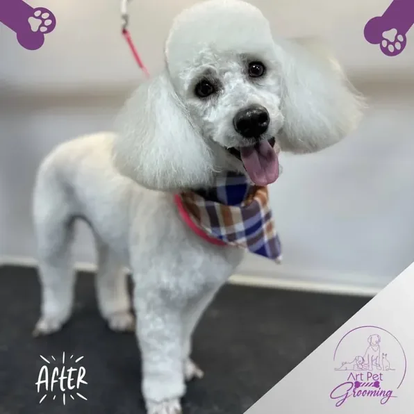 The same dog after a poodle style cut