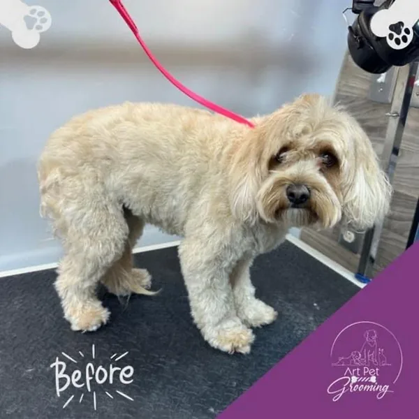 Light coated doodle before grooming