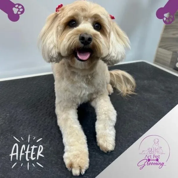 The same doodle after grooming