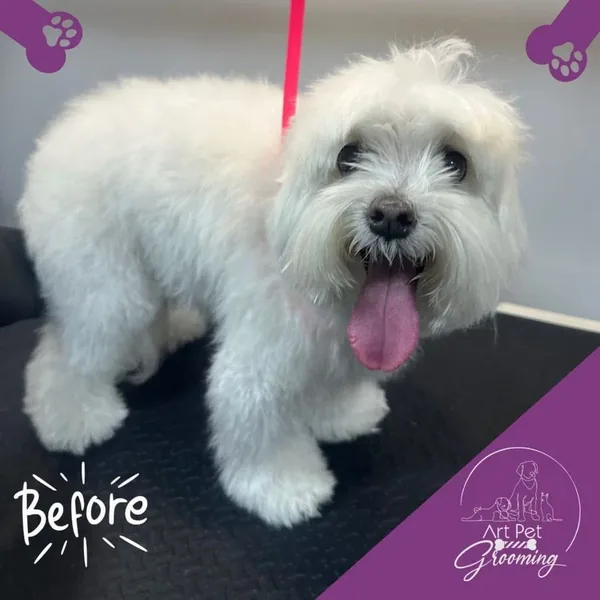 White fluffy dog before grooming