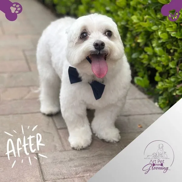 The same dog after grooming