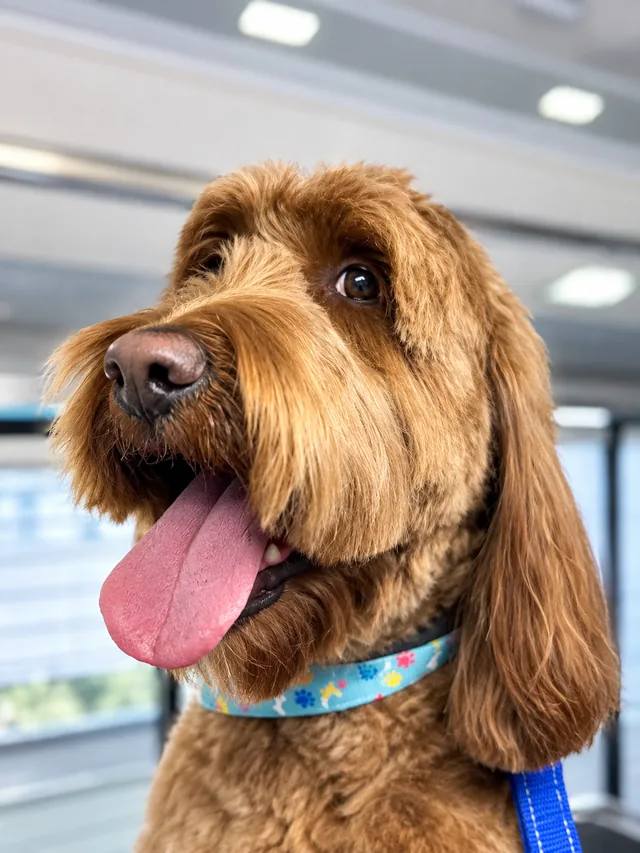 A groomed goldendoodle inside the grooming van
