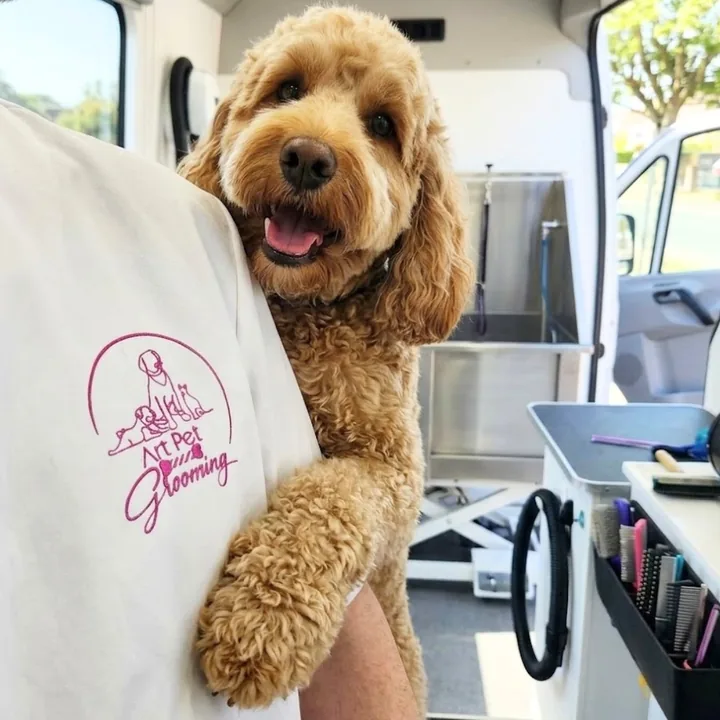 A groomed curly dog held by an Art Pet groomer inside the van