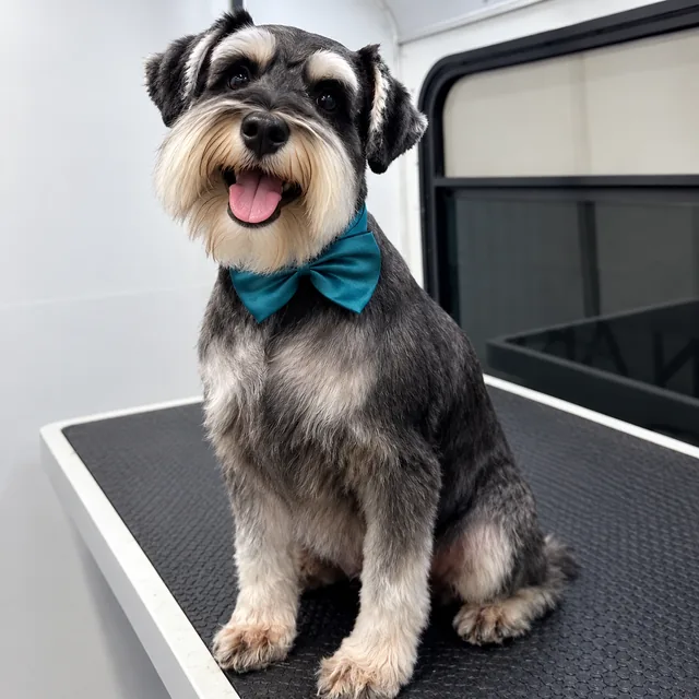 A freshly groomed schnauzer with a teal bow tie in the van
